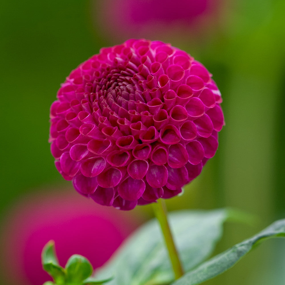 Sarah Raven Bulbs Dahlie Moor Place Blumenzwiebel 1 Knolle lila