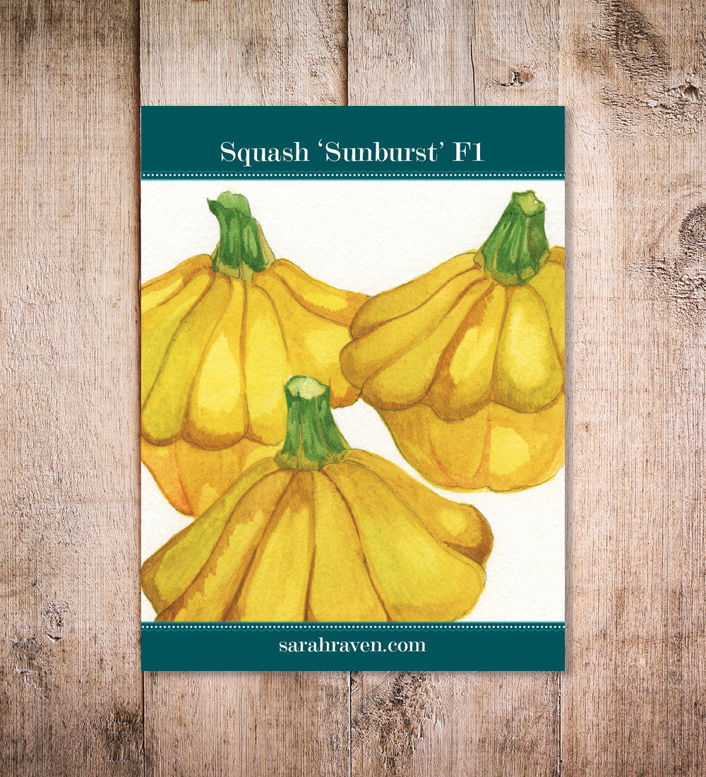 Sarah Raven Seeds Kürbis Sunburst F1 Saatgut 10 Samen
