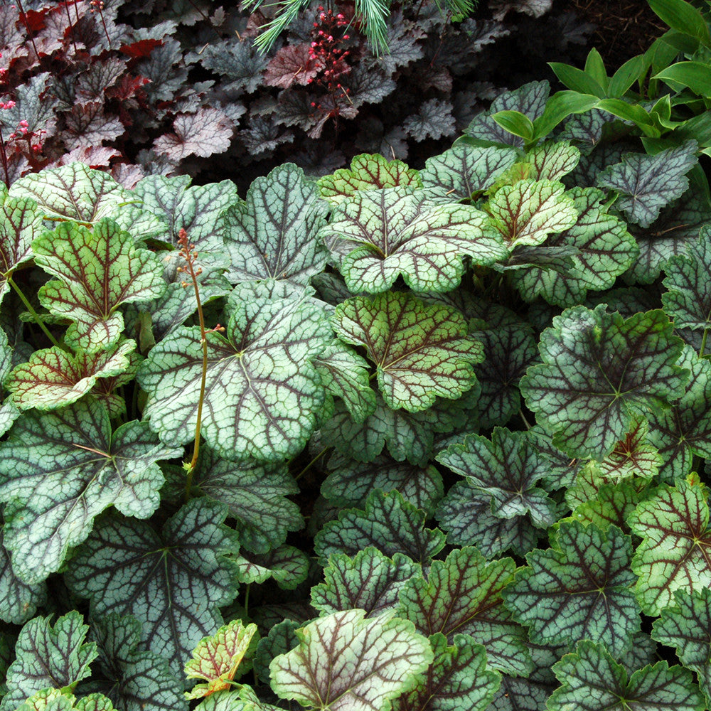 Sarah Raven Plants Heuchera Green Spice Purpurglöckchen 3x9cm silber