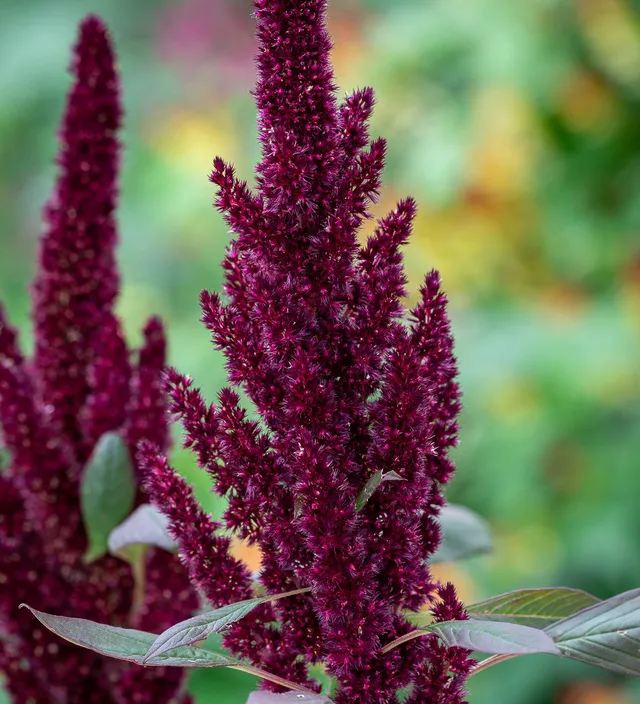 Sarah Raven Seeds Amaranthus Pygmy Torch Blumensamen 1000 Samen kompakt