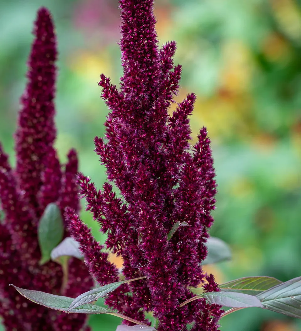 Sarah Raven Seeds Amaranthus Pygmy Torch Blumensamen 1000 Samen kompakt