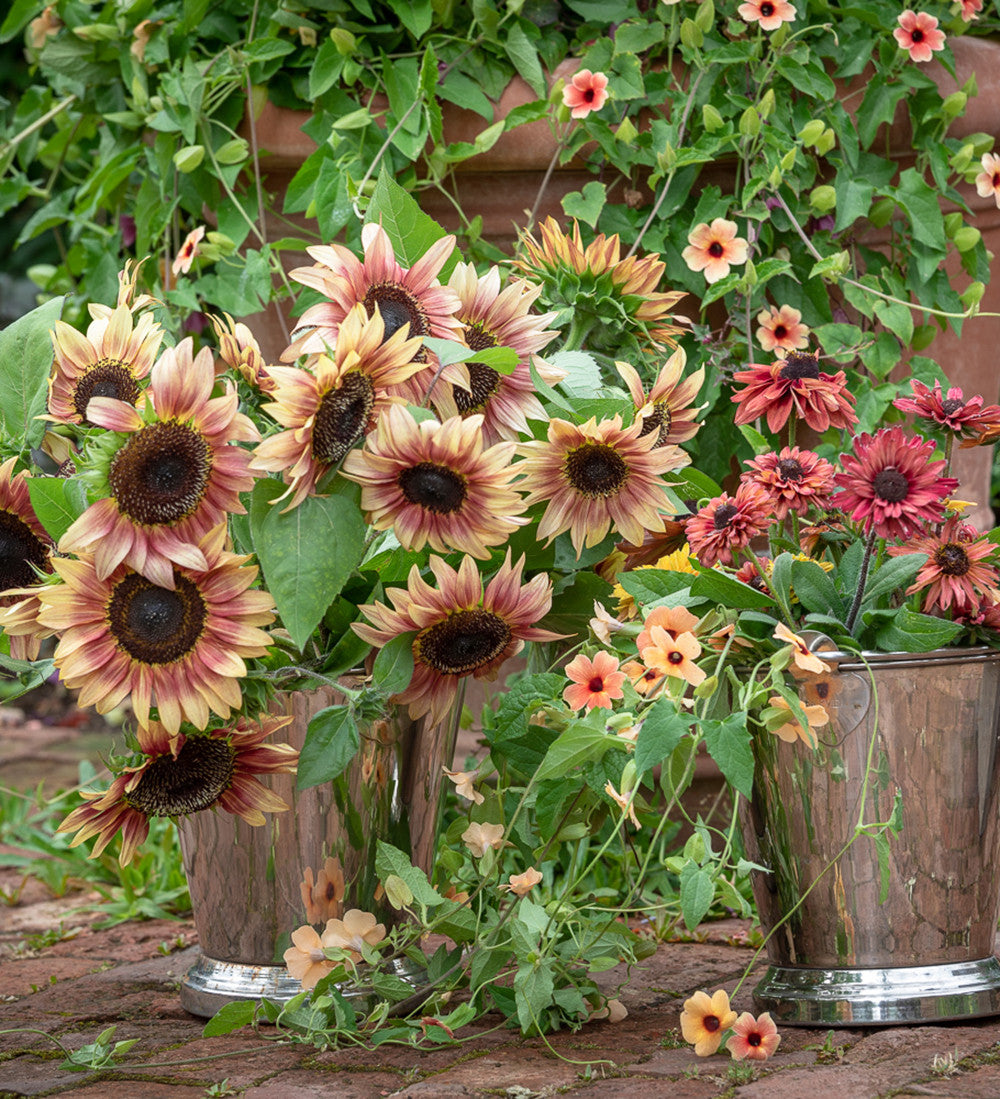 Sarah Raven Seeds ProCut Plum Sonnenblumen Samen 20 Samen rot