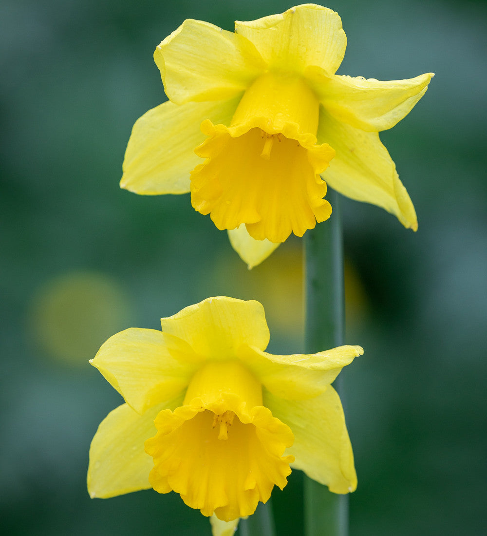 Sarah Raven Bulbs Narzisse Rijnveld's Early Sensation 10 Zwiebeln