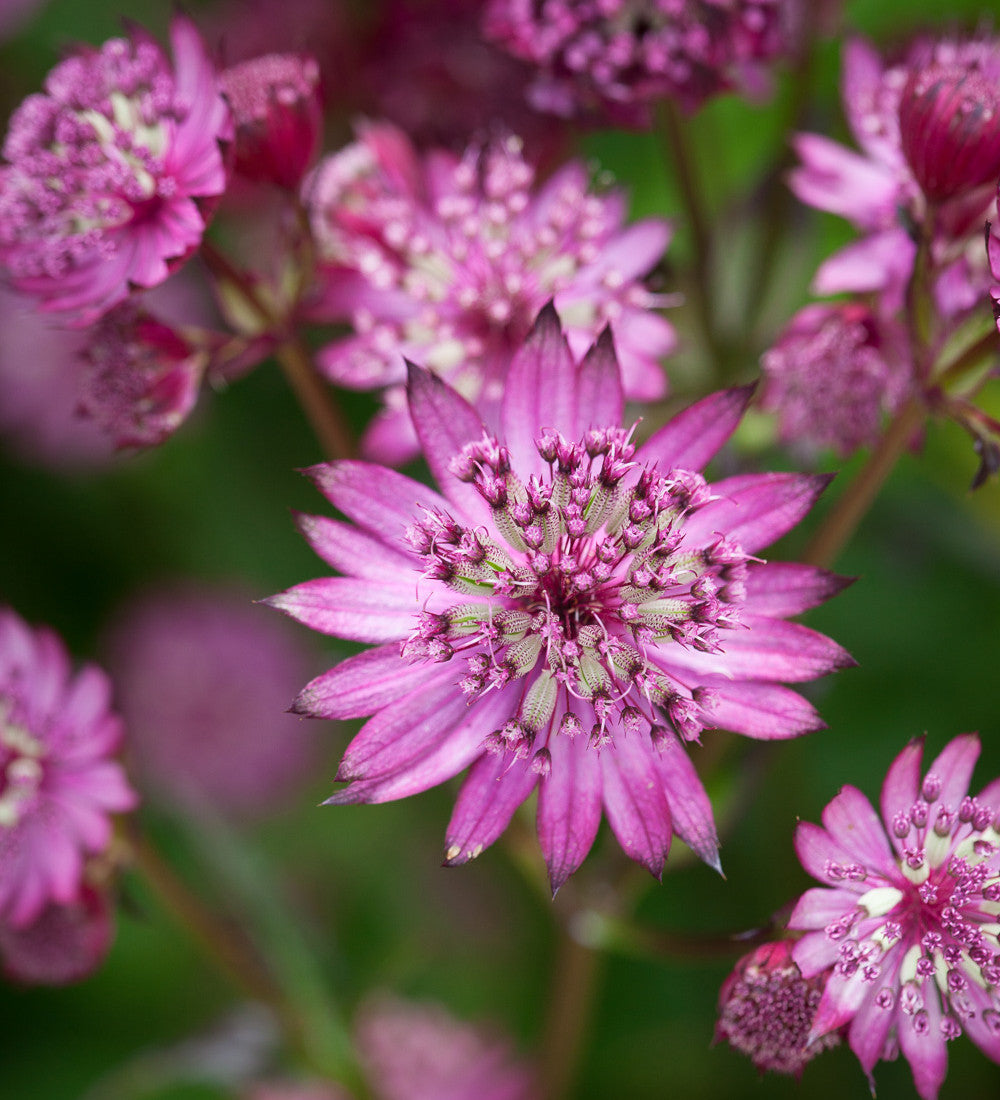 Sarah Raven Astrantia Claret Pflanze 3x 9cm dunkelrot