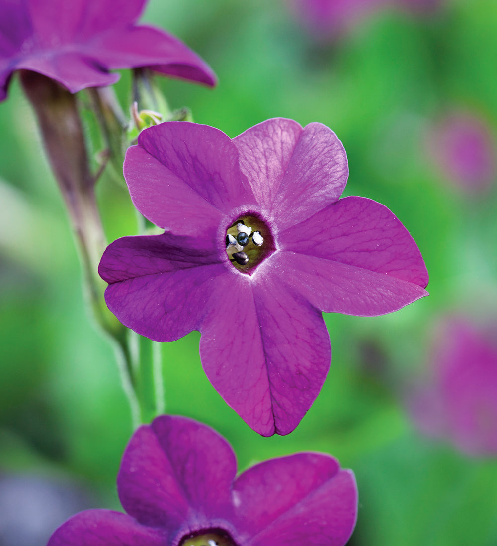 Sarah Raven Perfume Purple Nicotiana 50 Samen violett