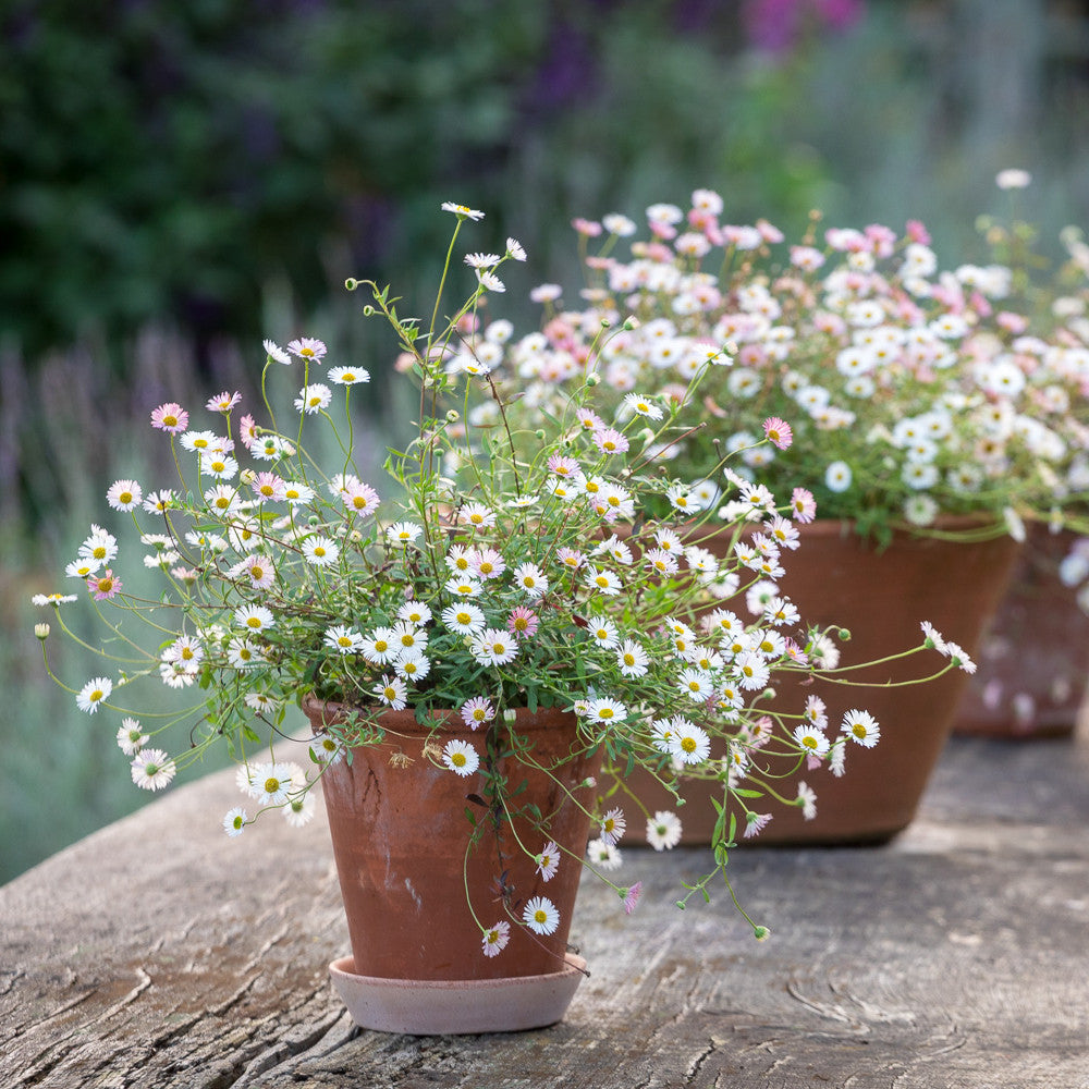 Sarah Raven Plants Erigeron Profusion Blume 100 Samen rosa-weiß