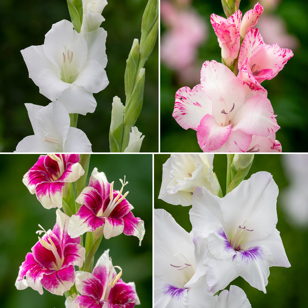 Sarah Raven Pastel Gladioli Gladiolenknollen 50 Stück Pastell