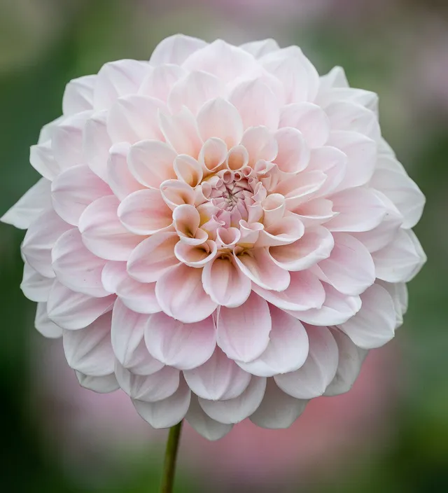 Sarah Raven Dahlie Sweet Nathalie Knolle 1 Rosa Schnitt