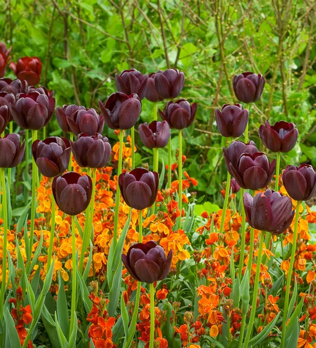 Sarah Raven Plants Chocolate Orange Tulip Border Kollektion 36-tlg
