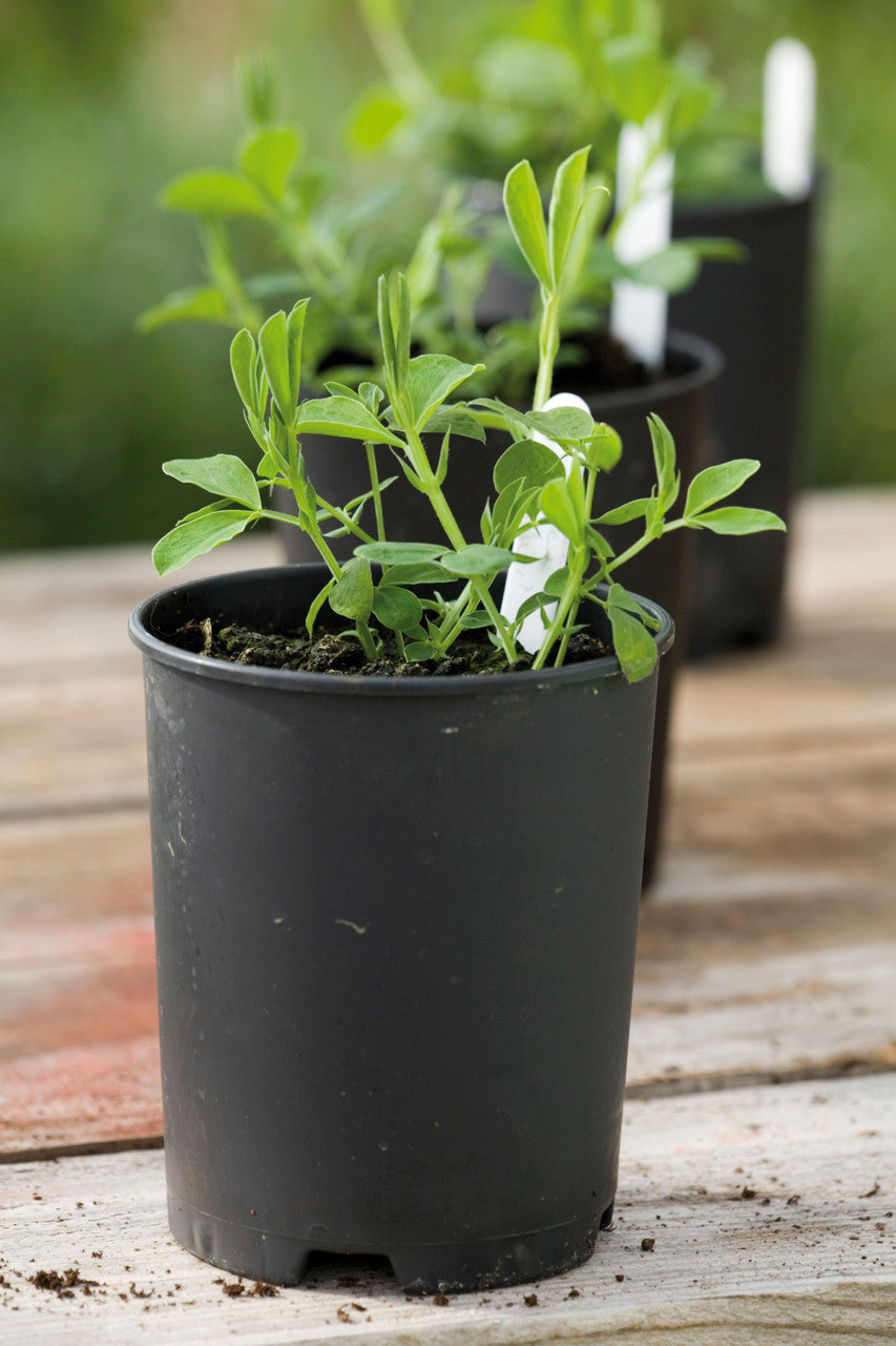 Sarah Raven Sweet Pea Pots Pflanztopf 12 Töpfe 1L tief