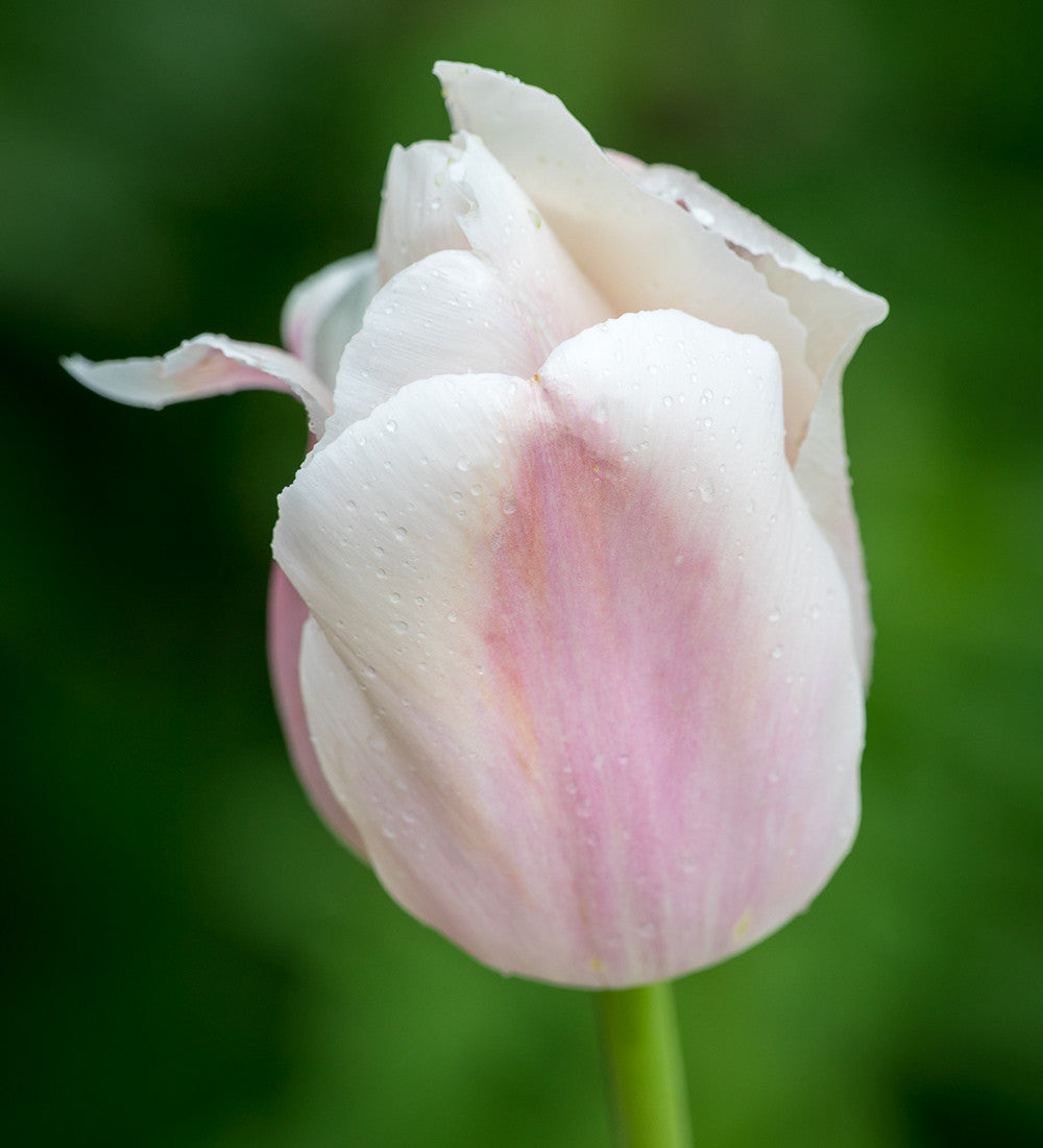 Sarah Raven Tulpe Apricot Pride Blumenzwiebeln 10 Stück groß