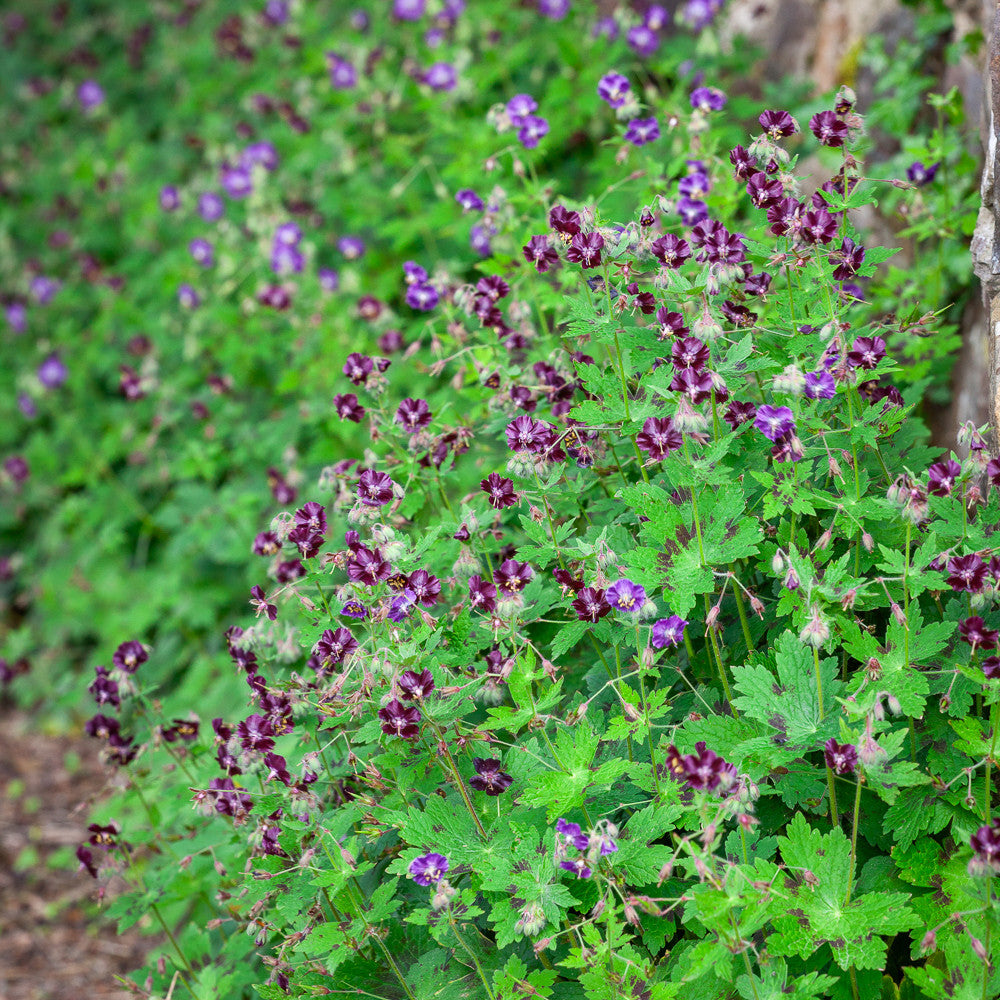 Sarah Raven Plants Geranium phaeum Pflanze 3x 9cm Topf Beet