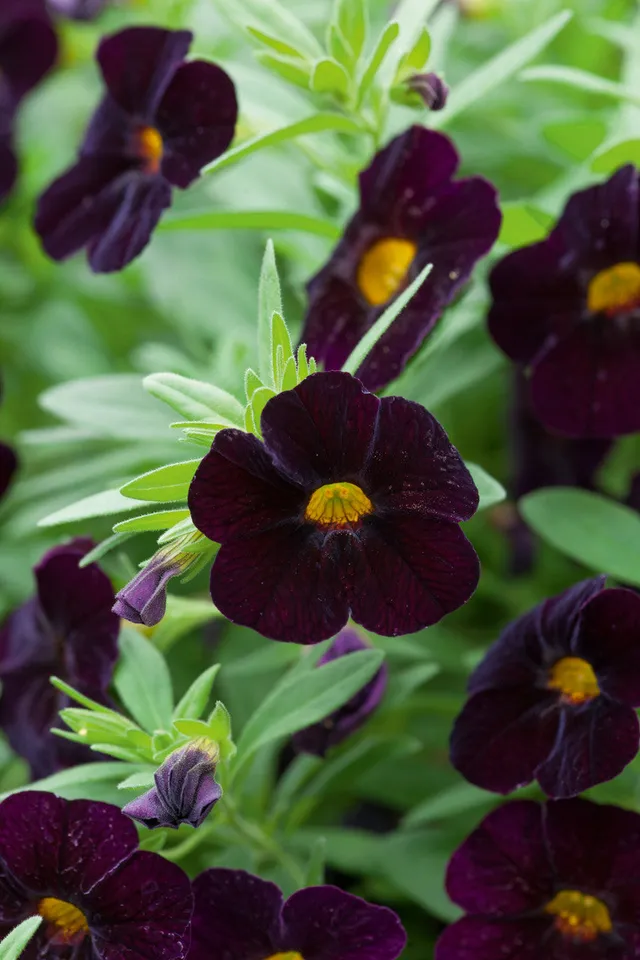 Sarah Raven Plants Calibrachoa Can-Can Black Cherry Pflanze 3x9cm