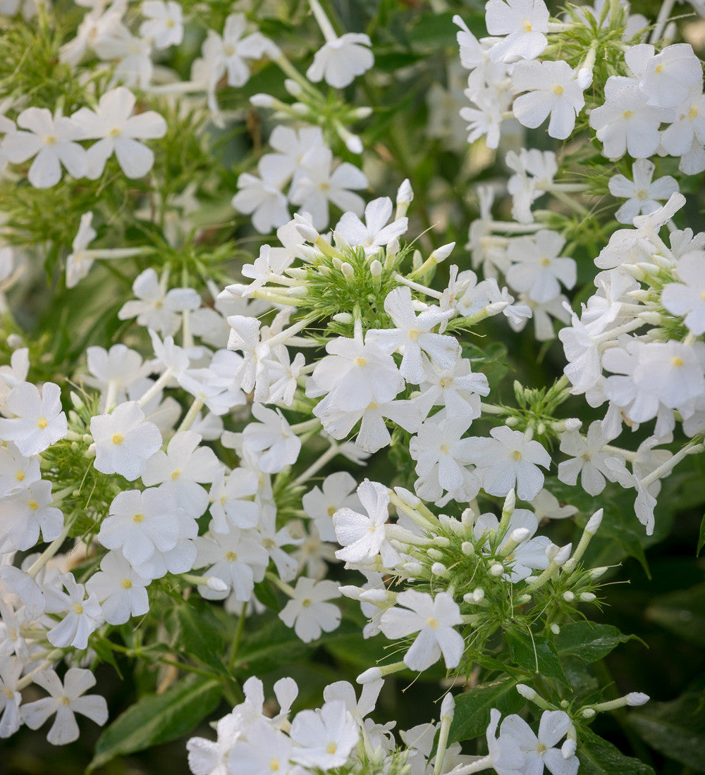 Sarah Raven Phlox paniculata David Flammenblume 3x9cm weiß