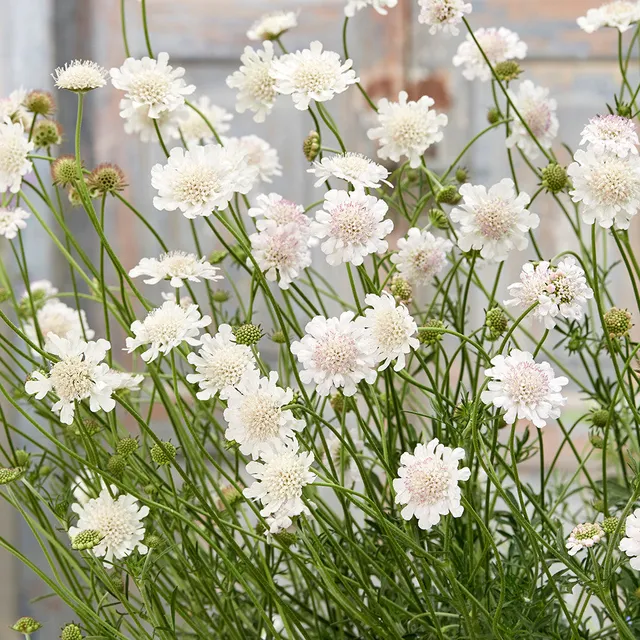 Sarah Raven Plants Scabiosa Kudo White Pflanze 3x 9cm weiß
