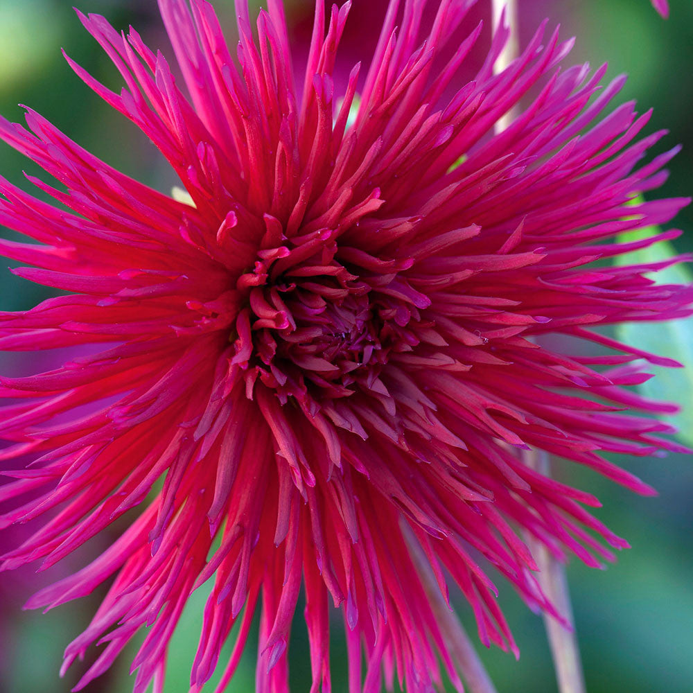 Sarah Raven Sarah's Best for Borders Dahlienknollen 6 Knollen essbar