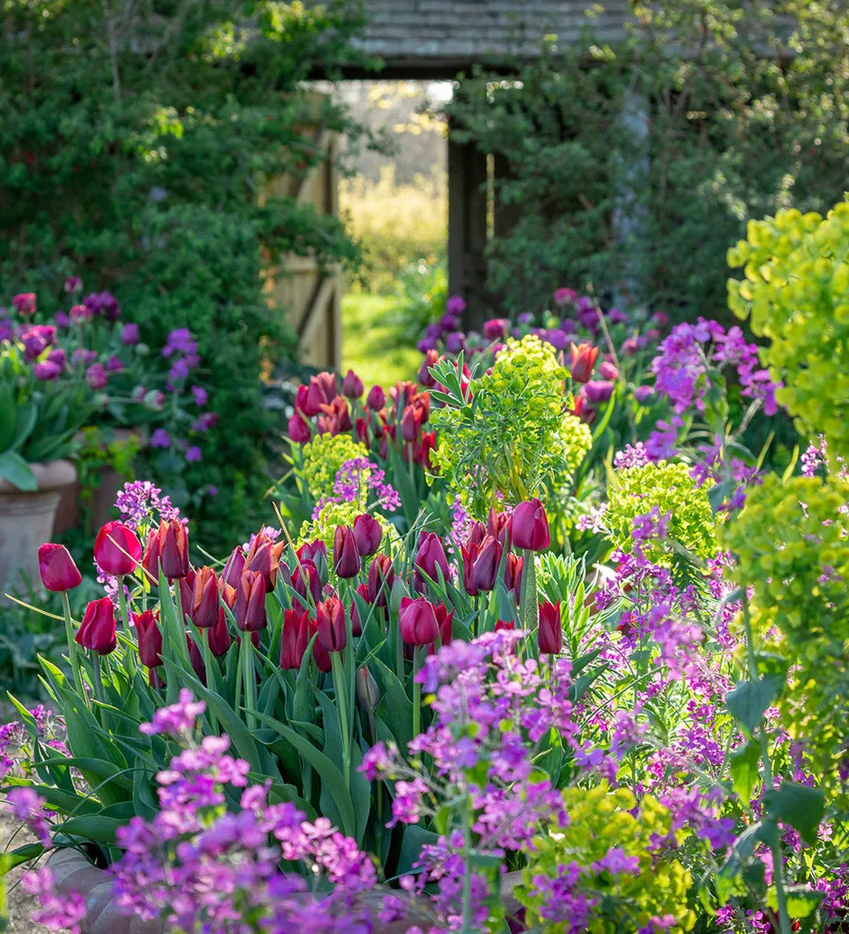 Sarah Raven Bulbs Spring Sunset Tulip Blumenzwiebeln 40 Stück rot