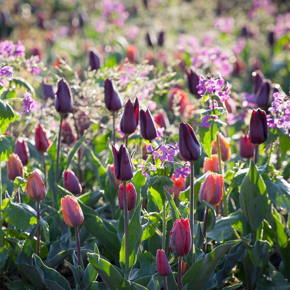 Sarah Raven Venetian Tulip Collection Tulpenzwiebeln 30 Stück April-Mai