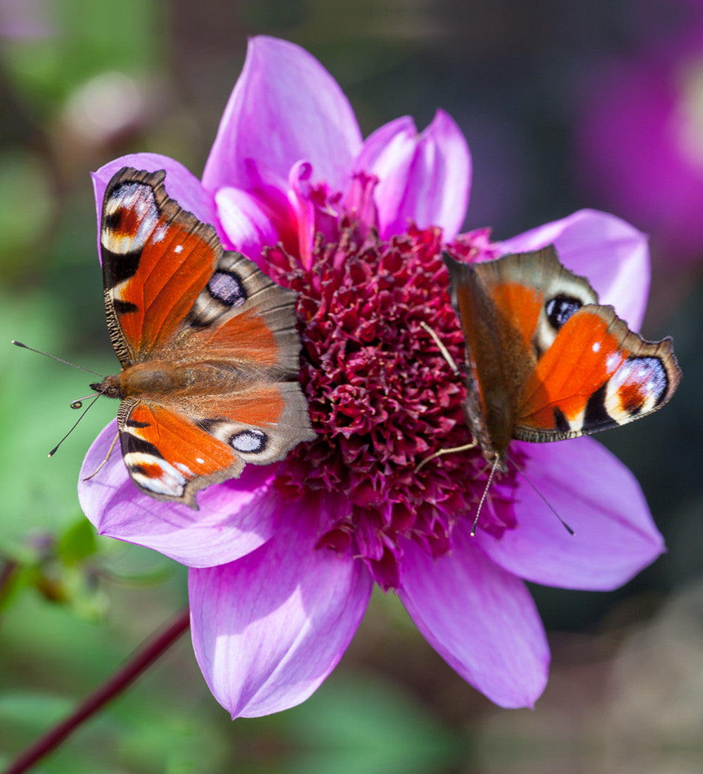 Sarah Raven Dahlia Blue Bayou Dahlienknolle 1 Knolle nektarreich