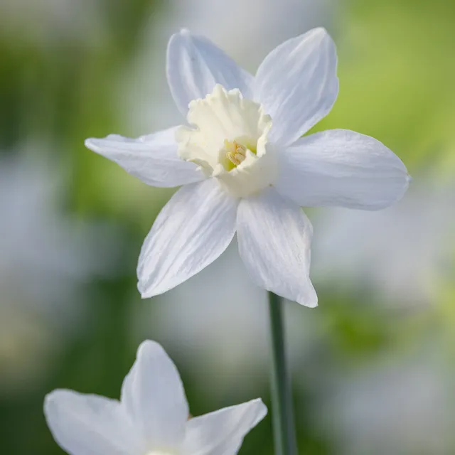 Sarah Raven Bulbs Narcissus Snow Baby Blumenzwiebeln 15 Stück duftend