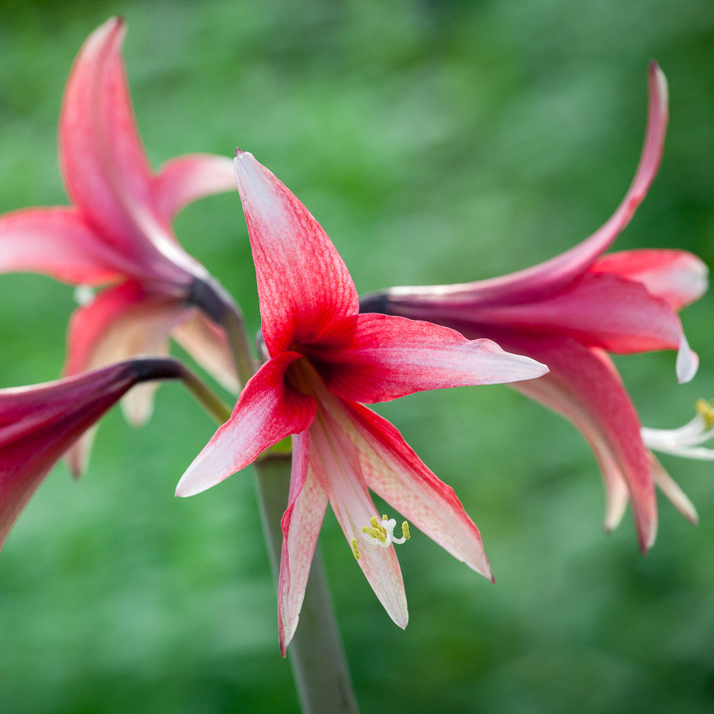 Sarah Raven Bulbs Amaryllis Santa Rosa Ritterstern 1 Zwiebel rosa