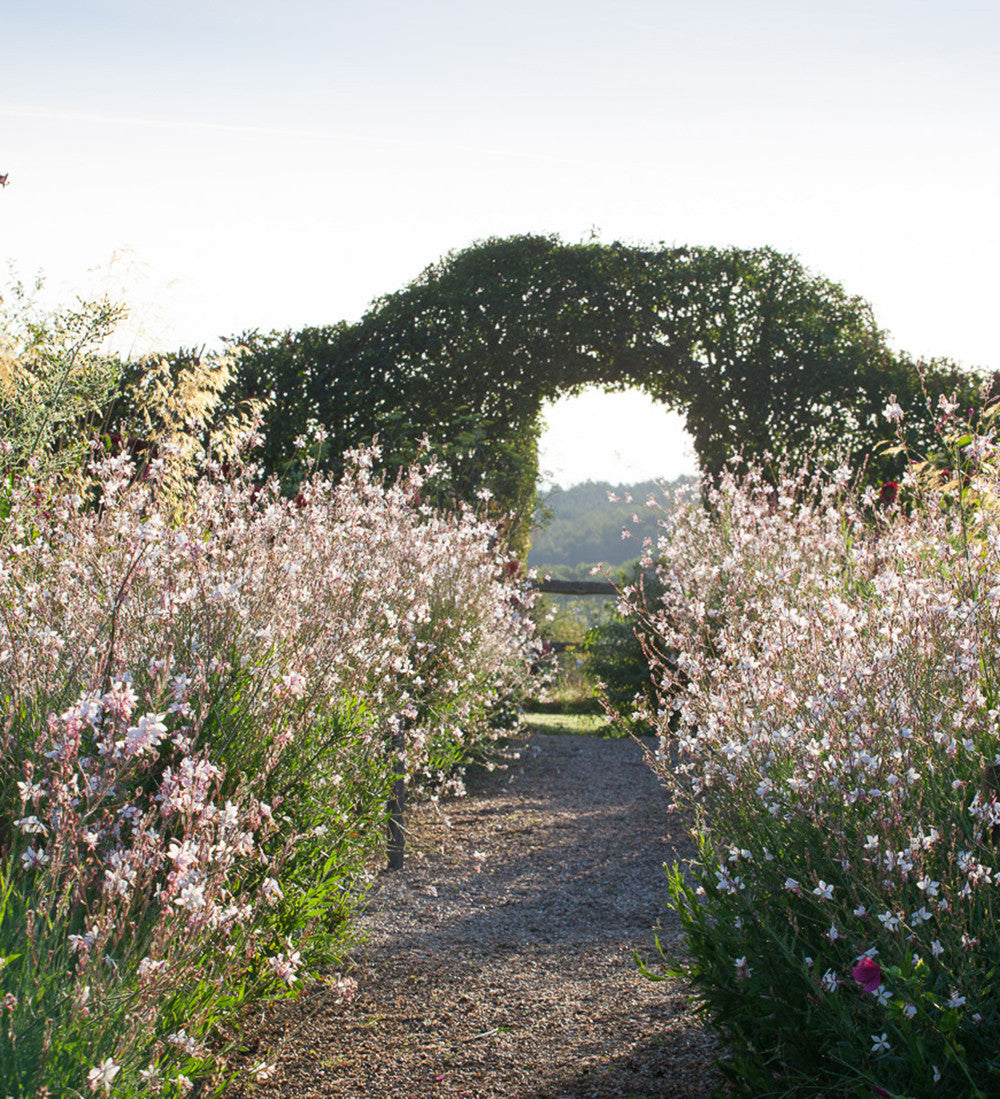 Sarah Raven Seeds Gaura lindheimeri Samen 30 Samen weiß
