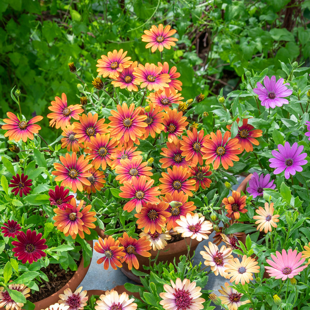 Sarah Raven Plants Osteospermum FlowerPower Purple Sun 3x 9cm lila