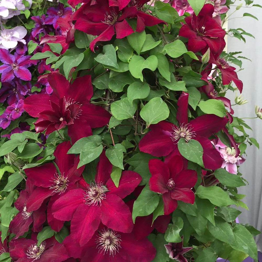 Sarah Raven Plants Clematis Westerplatte Pflanze 2 Liter Topf rot