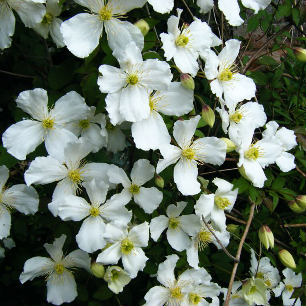 Sarah Raven Plants Clematis montana grandiflora Pflanze 2-Liter weiß