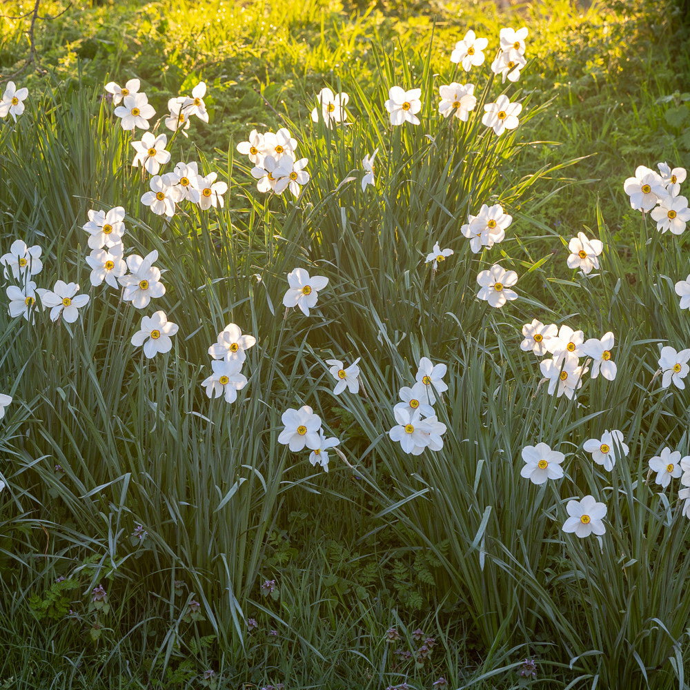 Sarah Raven Bulbs Narcissus Actaea Blumenzwiebeln 15 Stk Duft