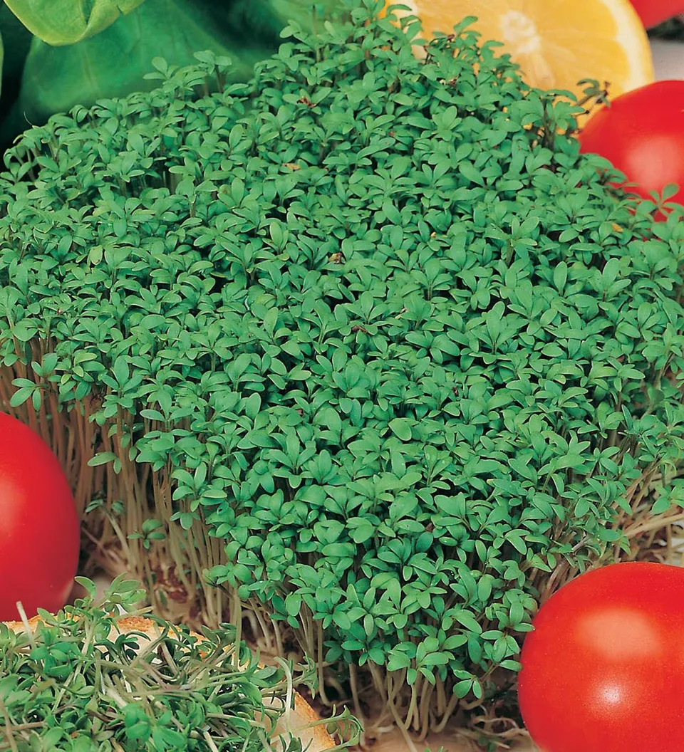 Sarah Raven Cress Curled Kresse Samen Bio 2500 Stück scharf