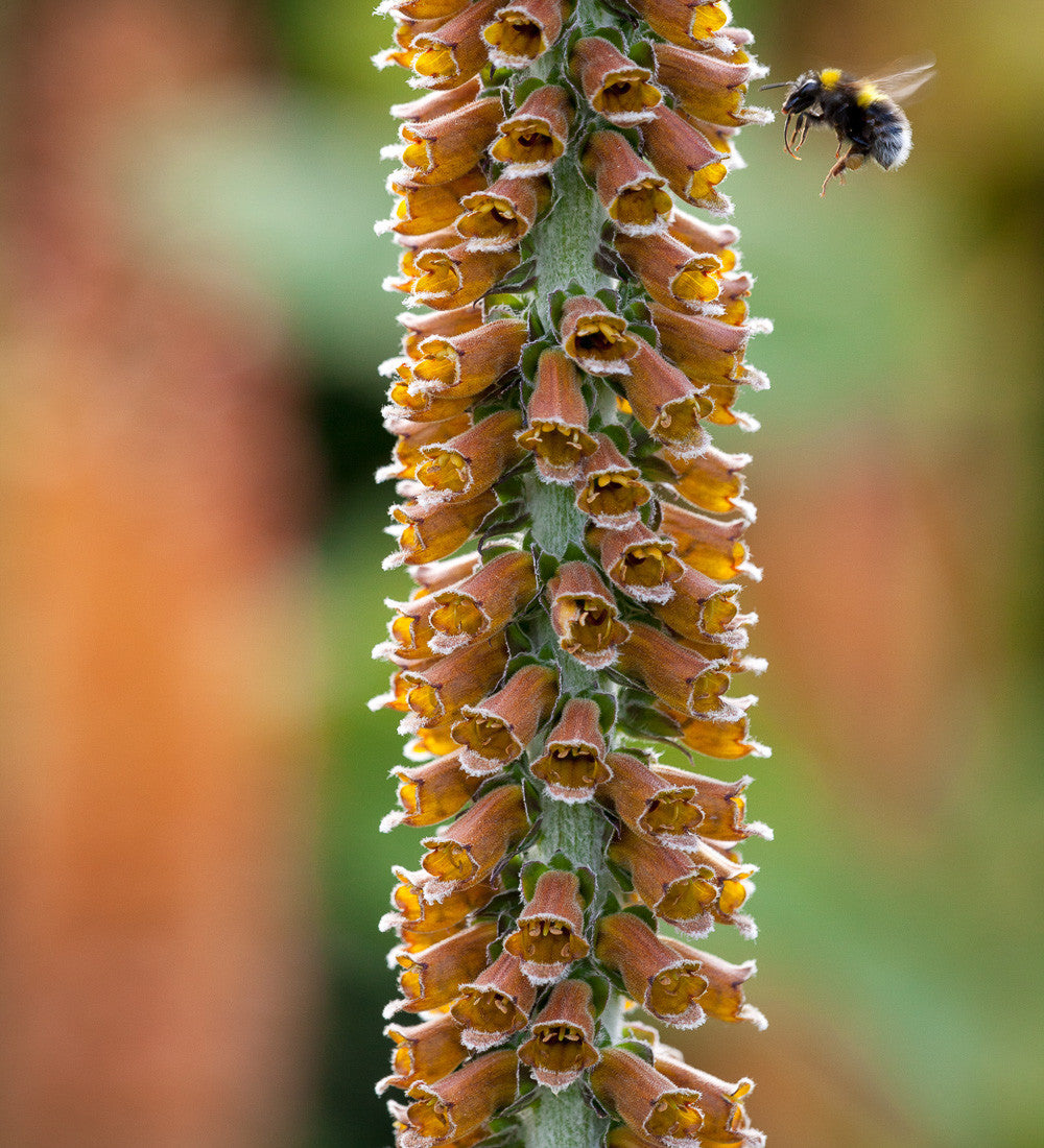 Sarah Raven Seeds Digitalis parviflora Fingerhut 300 Samen kupfer