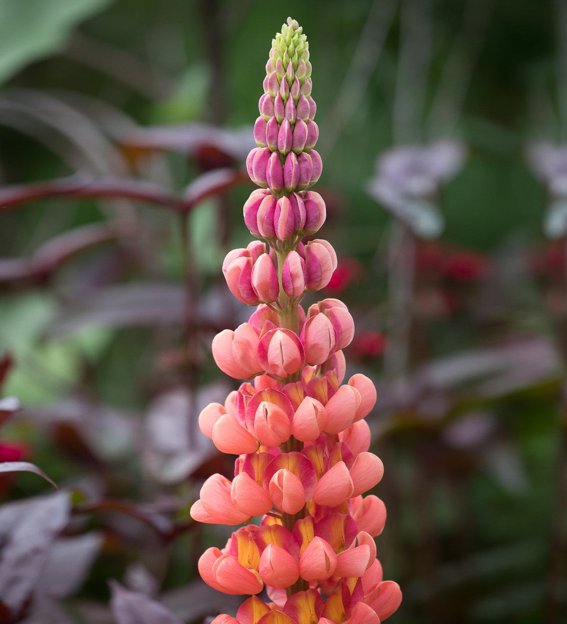 Sarah Raven Plants Lupine Terracotta Pflanze 2 Liter terracotta