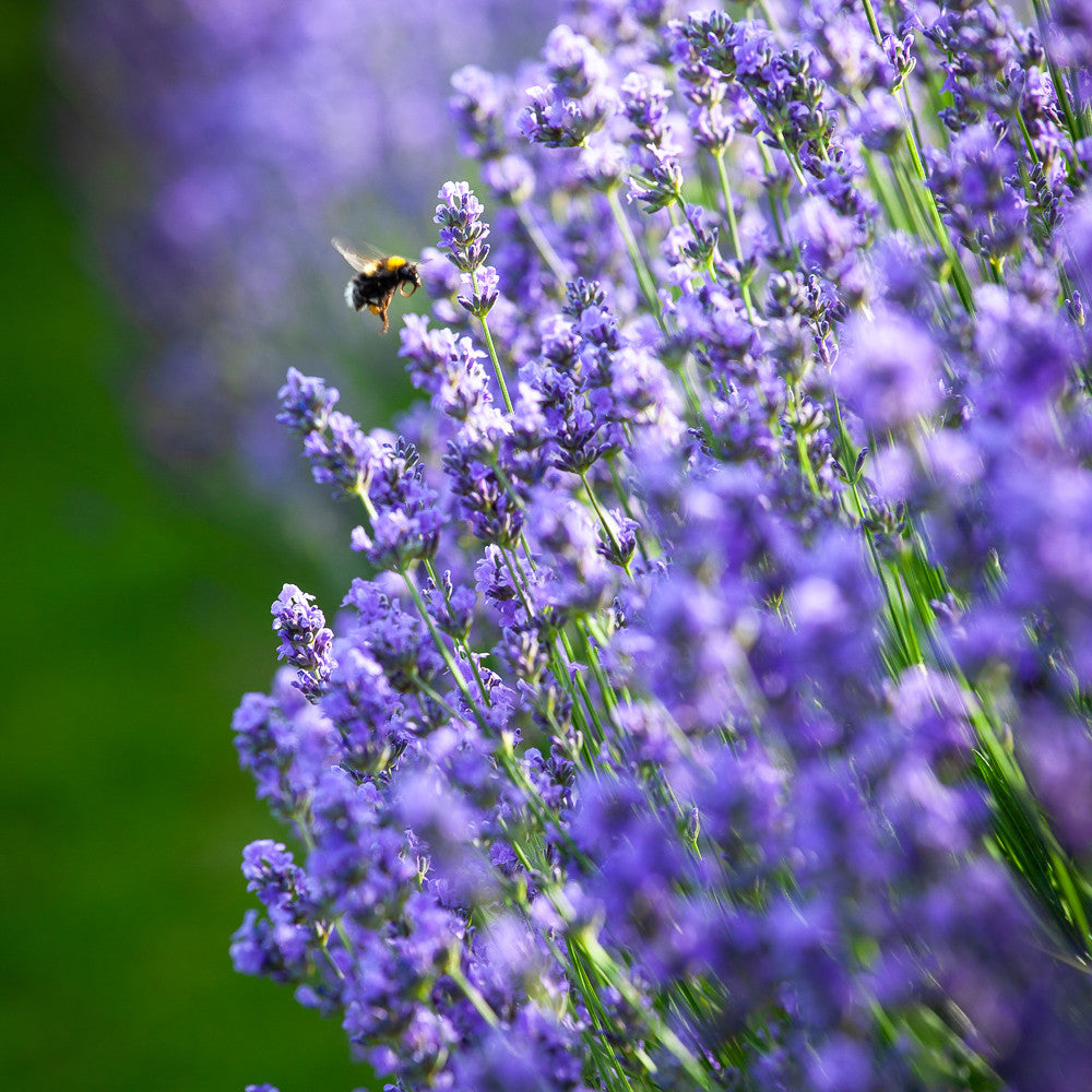 Sarah Raven Plants Lavendel Hidcote Pflanze 3x 9cm duftend lila