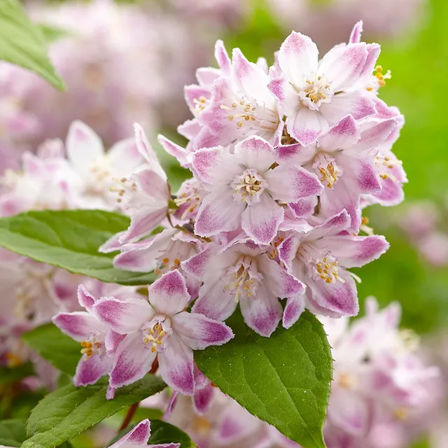 Sarah Raven Deutzia Raspberry Sundae Strauch 2 L Topf rosa-weiß