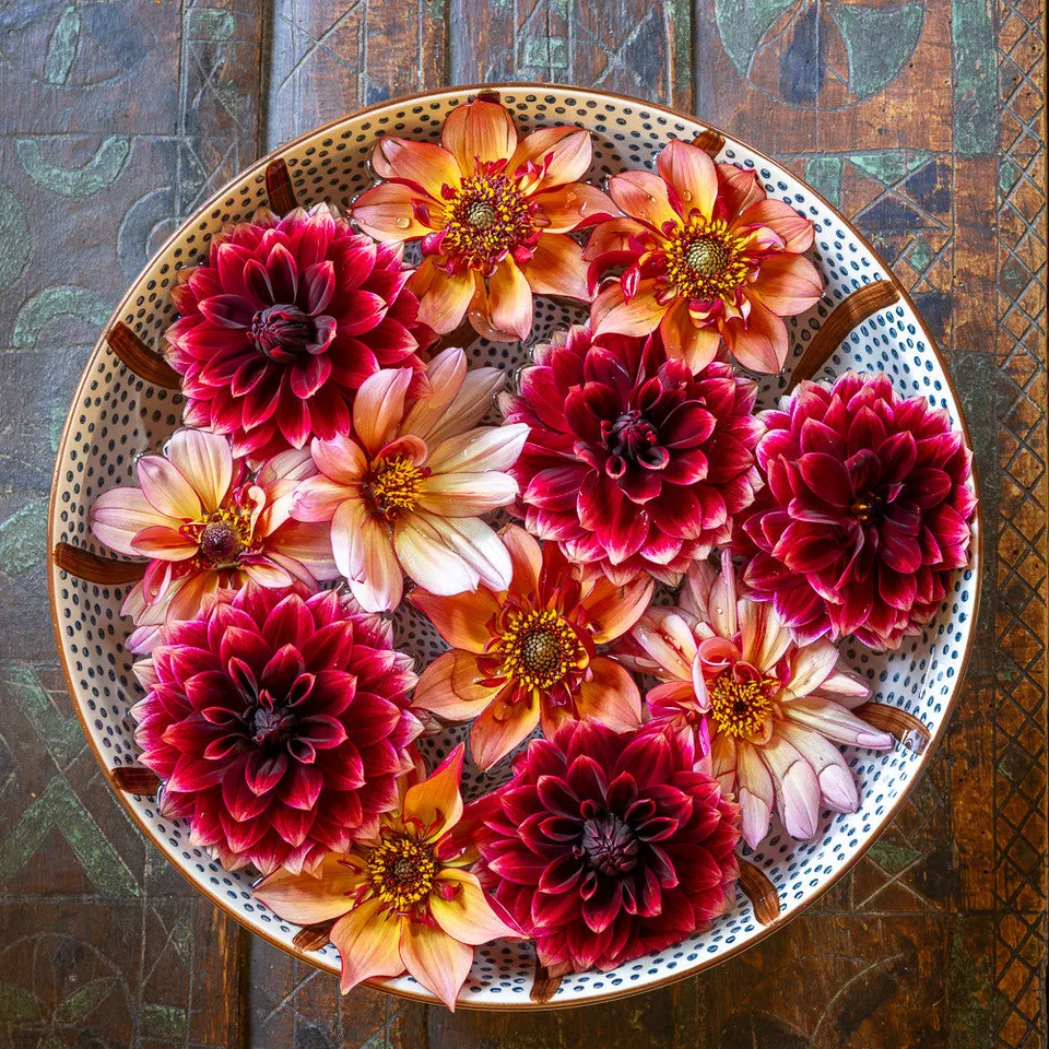 Sarah Raven Bulbs You-Can't-Beat-These-Dahlia Collection 3 Knollen essbar