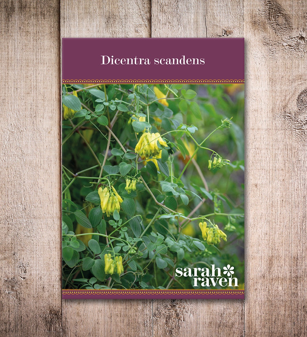 Sarah Raven Dicentra scandens Samen 10 St. Schatten