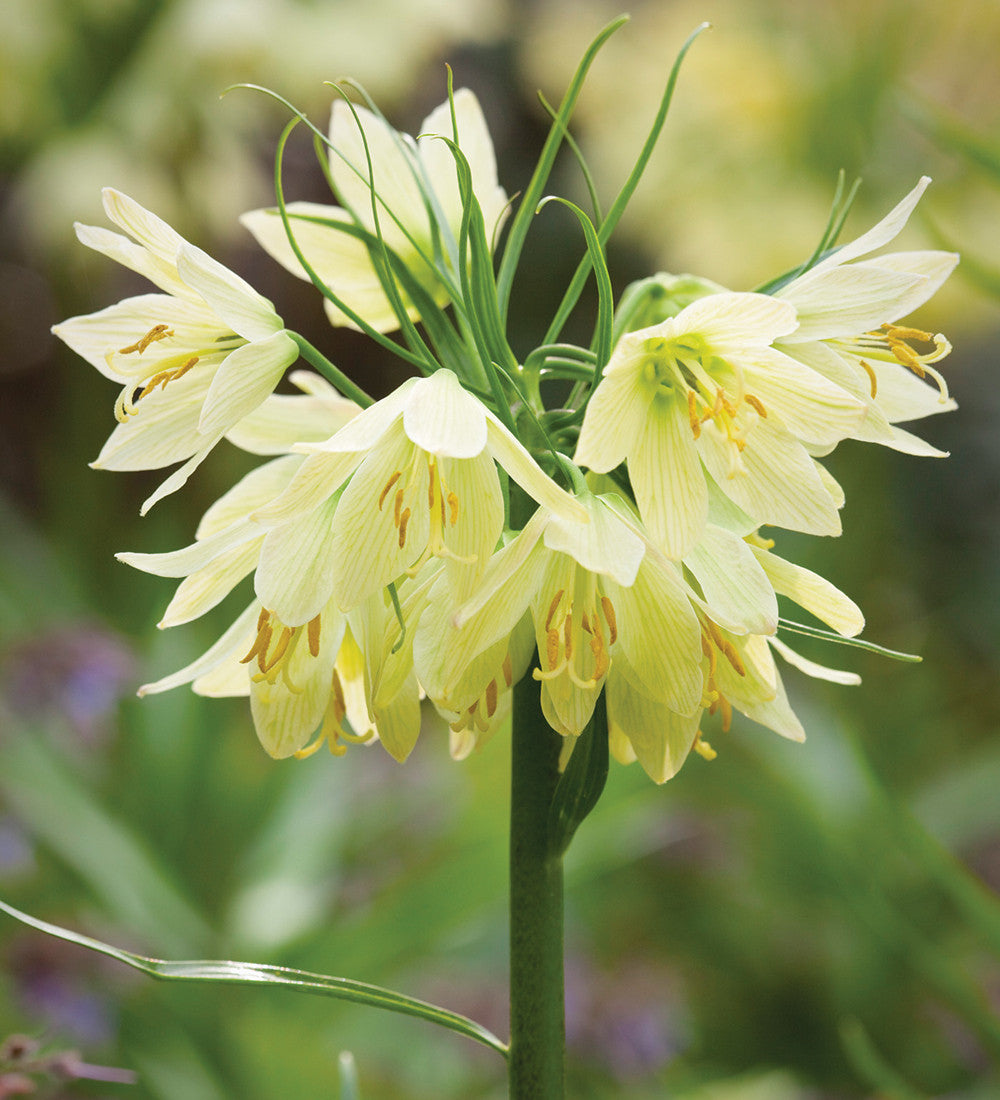 Sarah Raven Bulbs Soft and Graceful Drift Mix Blumenzwiebeln 80 Stück weiß