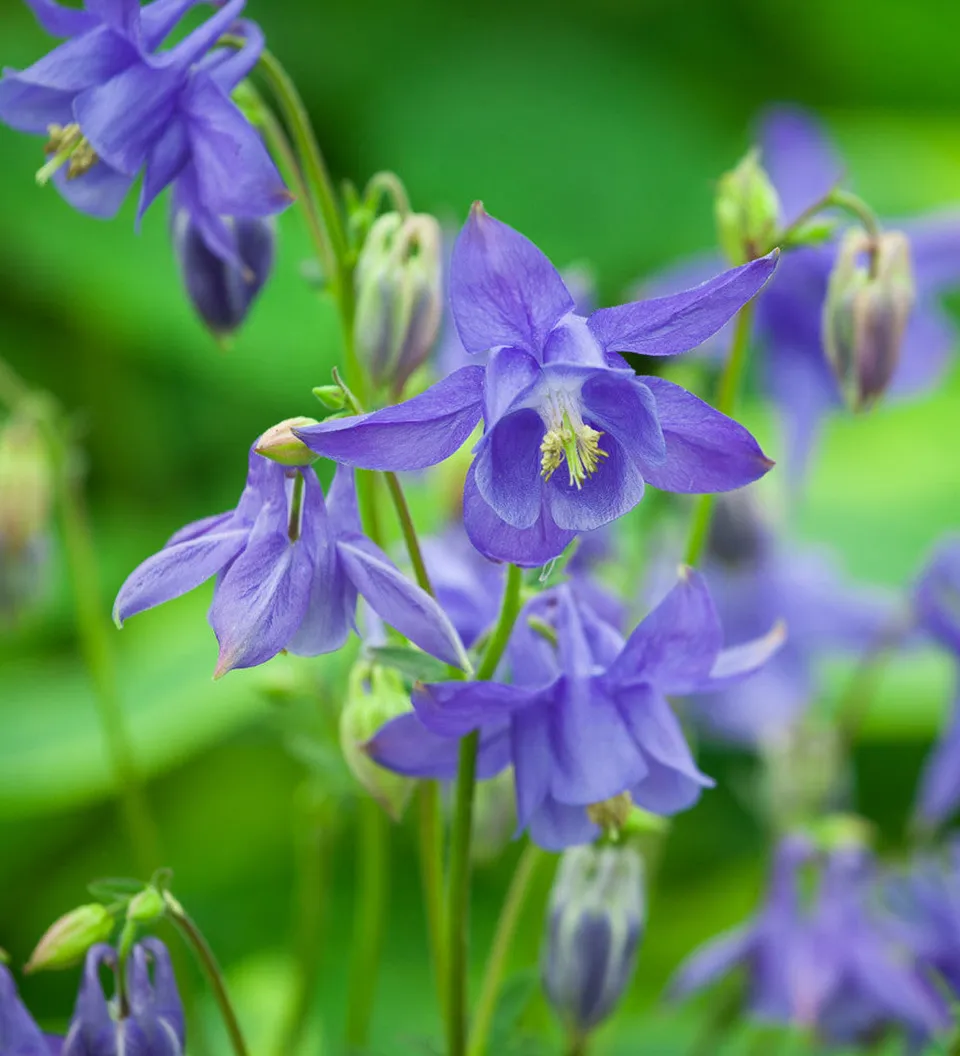 Sarah Raven Plants Aquilegia Hensol Harebell Akelei Samen 100 Samen Lila
