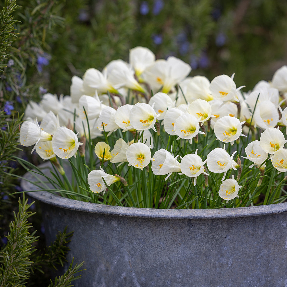 Sarah Raven Bulbs Narzisse White Petticoat 10 Blumenzwiebeln früh