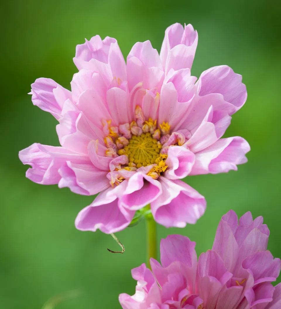 Sarah Raven Plants Cosmos Double Click Rose Bonbon 6x 9cm Rosa