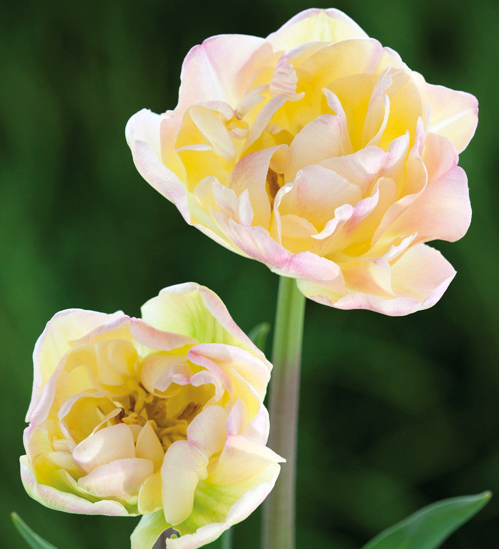 Sarah Raven Tulip Crème Upstar Blumenzwiebeln 10 Stück