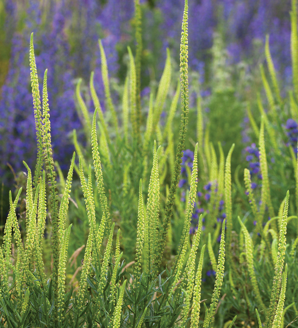 Sarah Raven Seeds Reseda luteola Samen 500 Stück duftend