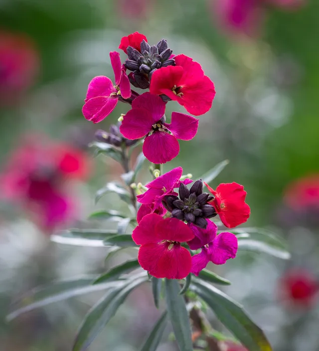 Sarah Raven Plants Erysimum Red Jep Staude 3x 9cm Topf