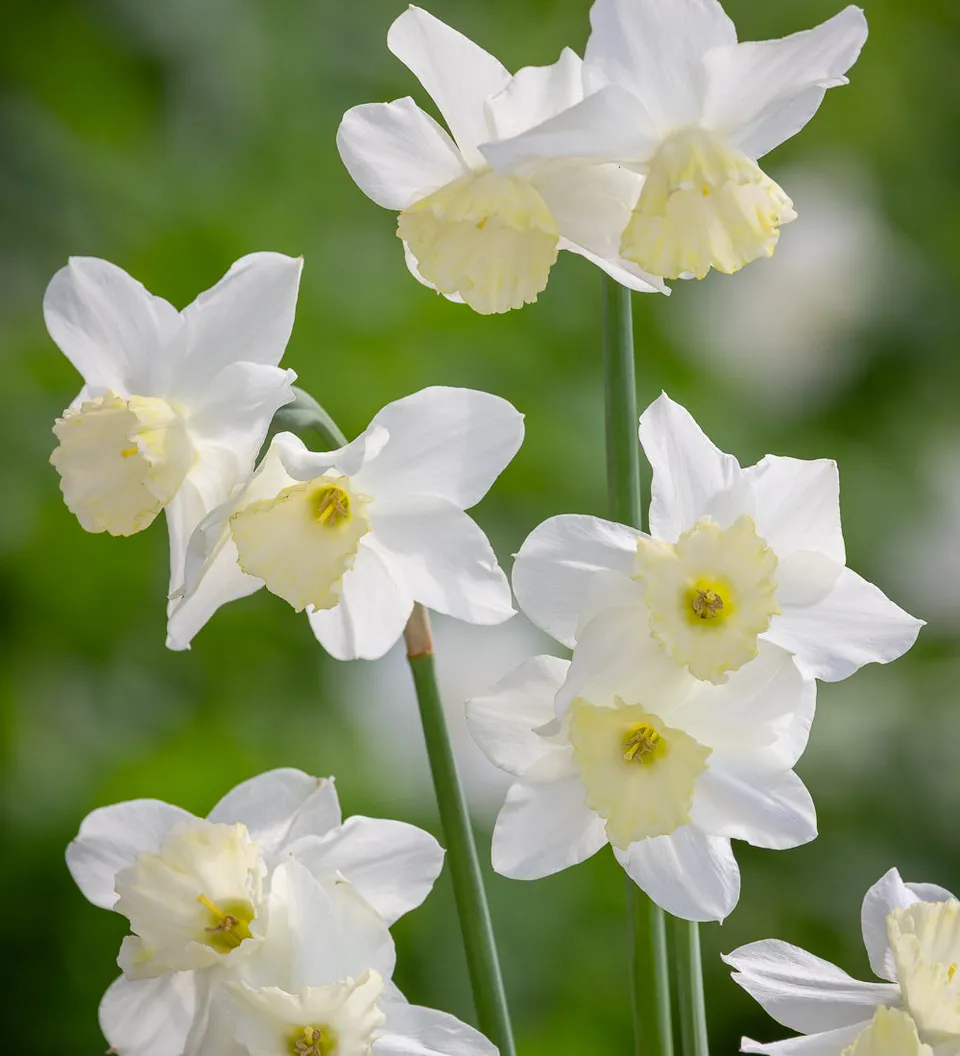 Sarah Raven Bulbs Narcissus Tresamble Blumenzwiebeln 15 Stück duftend