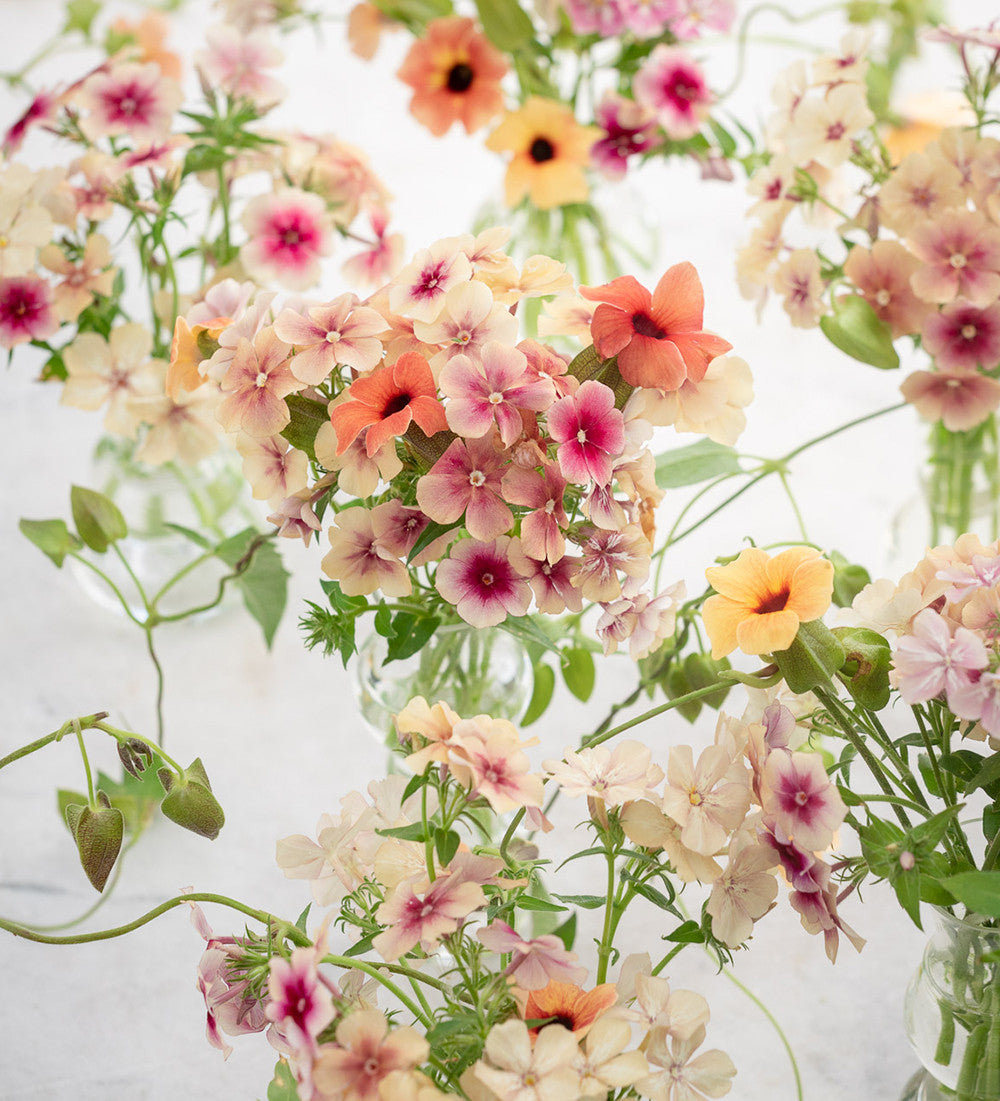 Sarah Raven Plants Phlox Cherry Caramel Blumensamen 175 Samen einjährig