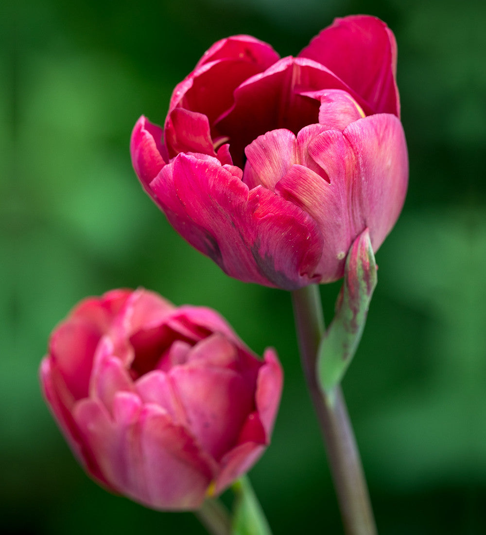 Sarah Raven Bulbs Byzantine Tulip Collection Tulpenzwiebeln 20 Stück dunkel