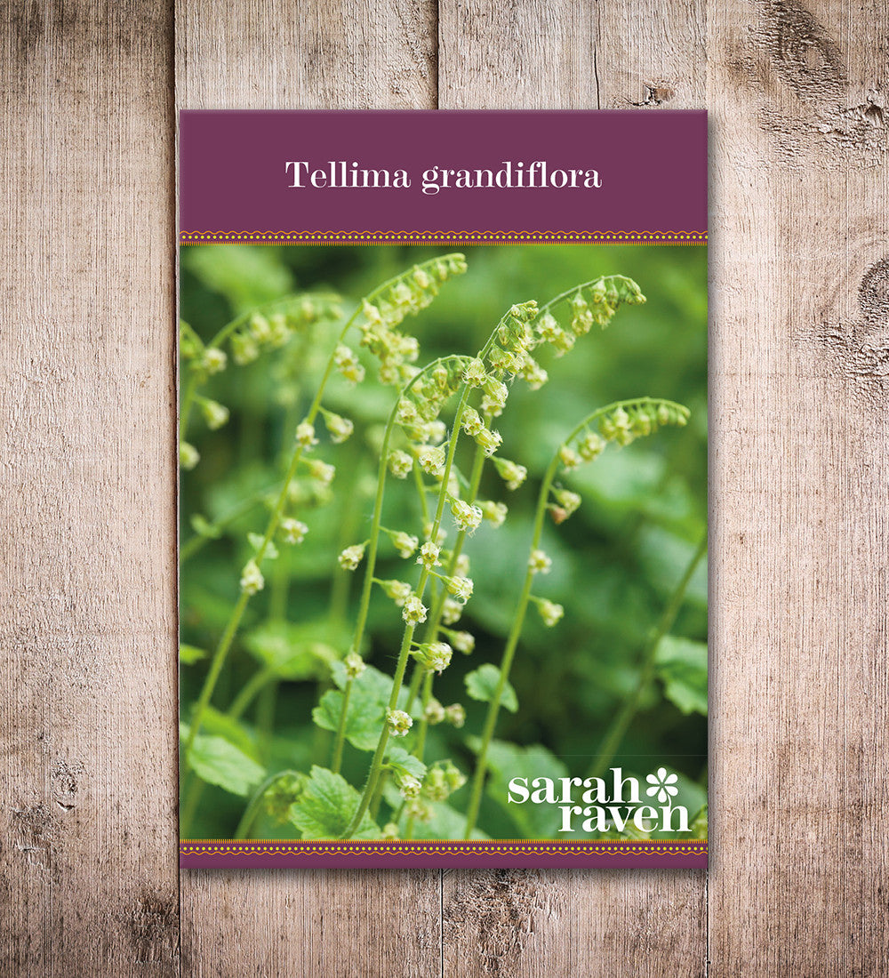 Sarah Raven Tellima grandiflora Pflanze 3 x 9cm Schatten