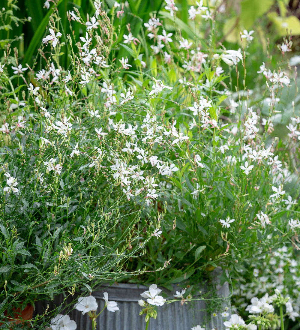 Sarah Raven Plants Gaura Flamingo White Pflanze 3x9cm trockenfest