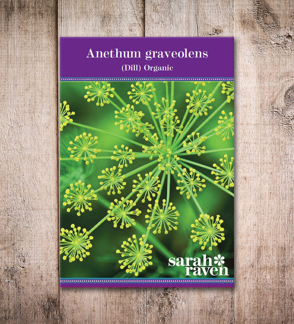 Sarah Raven Plants Dill Anethum Samen Bio 750 Stück Küche